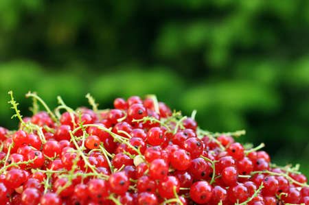 red sweet currant berry over green nature background, summer harvestの写真素材