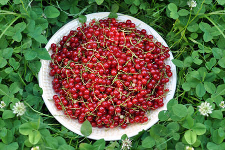 red sweet currant berry in the plate over green nature background, summer harvestの写真素材