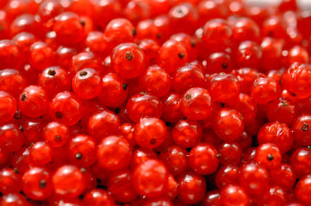 red sweet currant berry background, summer harvestの写真素材