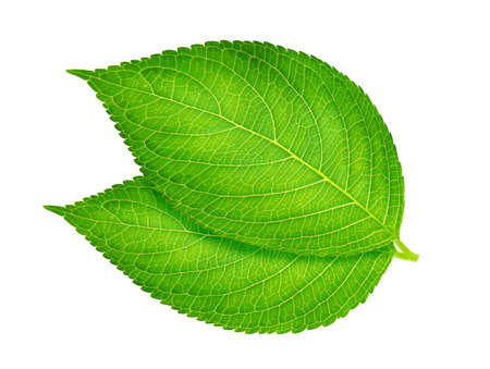 two green spring leaves , macro, isolated on white backgroundの写真素材