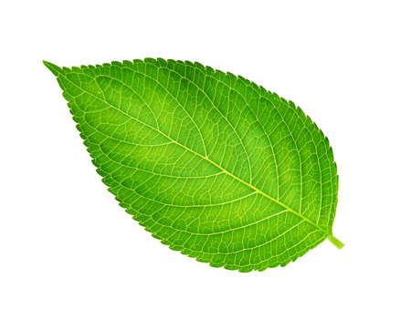 single green spring leaf , macro, isolated on whiteの写真素材