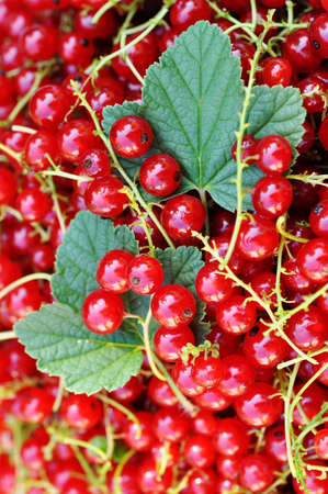 red sweet currant berry with green leaves, summer harvestの写真素材