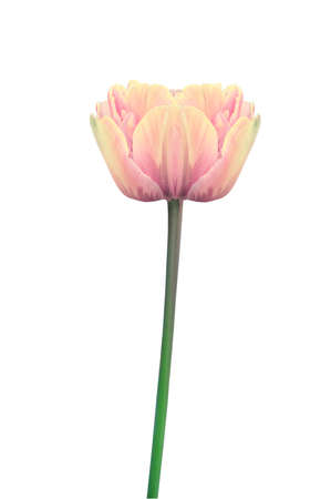 Beautiful yellow and pink tulip flower isolated on white for design greeting card decorの写真素材