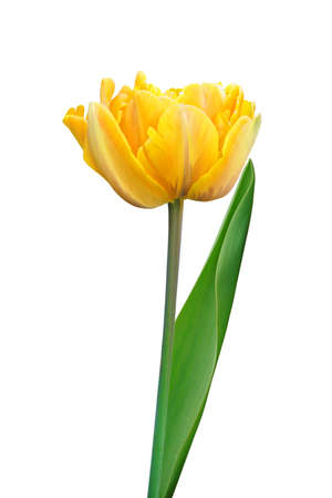 Beautiful yellow tulip flower isolated on white for design greeting card decorの写真素材