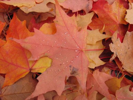 Leaves