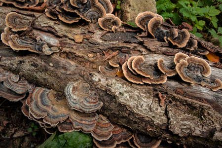 Trametes Versicolor mushrooms on logの写真素材
