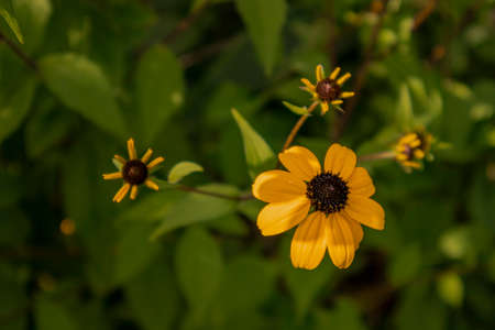 black-eyed susan close-upの写真素材