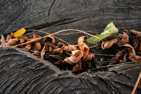 fallen leaves on wood logの写真素材