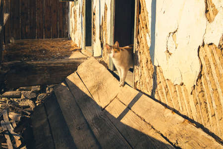 cat in an abandoned old houseの写真素材