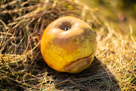 Ripe yellow apple lying on the ground in the autumn forest.の写真素材