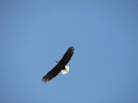 flying eagle in the blue sky