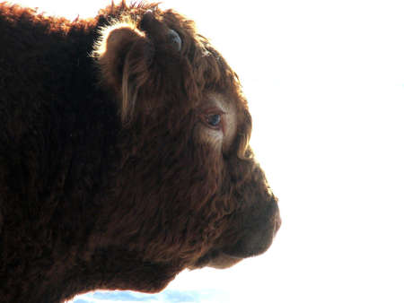 bull headの写真素材