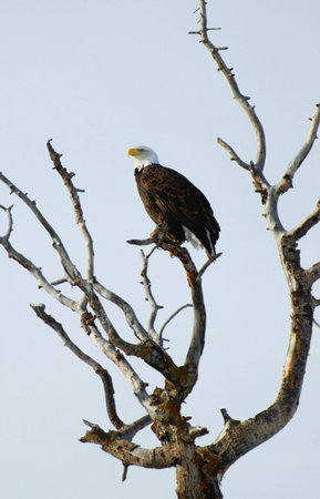 bald eagle