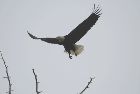 bald eagle