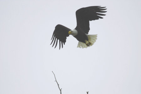 bald eagle flying