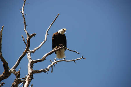 bald eagleの写真素材
