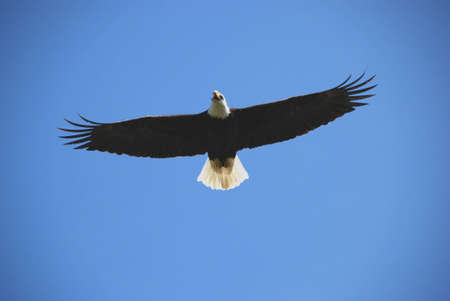 eagle flyingの写真素材
