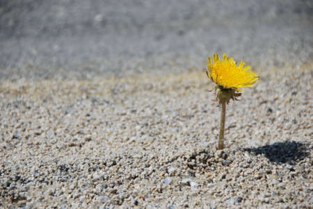 lonely flowerの写真素材