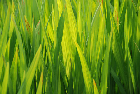 green grass background