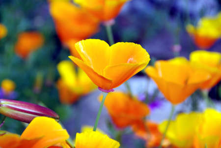 poppyの写真素材