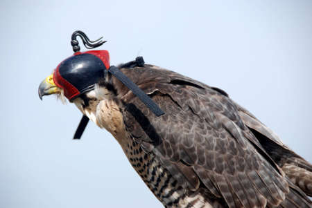 falconの写真素材