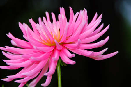 single flowerの写真素材