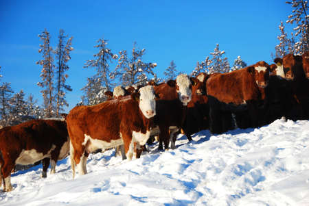 cows feedingの写真素材