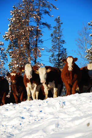 many cows の写真素材