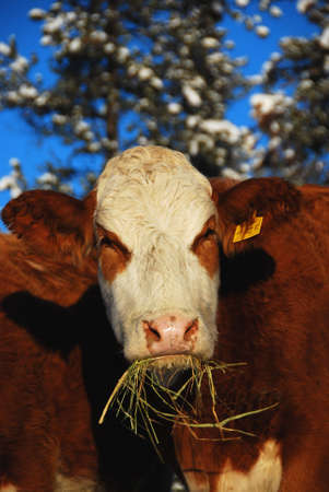 cow feedingの写真素材