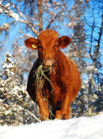hungry cowの写真素材