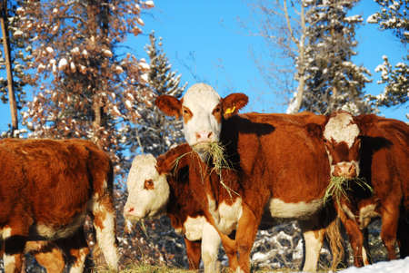 hungry cowsの写真素材