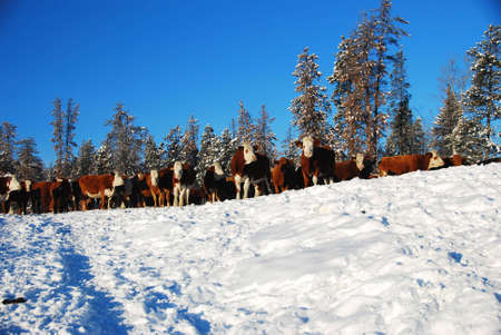 cows in winterの写真素材