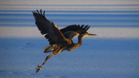 great blue heron seating on the frozen lakeの写真素材