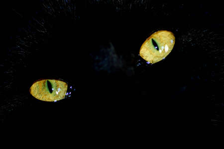 close up shot of a black cats eyesの写真素材