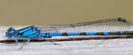 blue dragon fly close upの写真素材