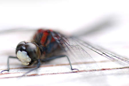 macro shoot of a dragon flyの写真素材