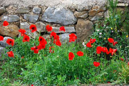 red poppy flowers in  front of a wallの写真素材