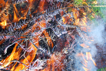 fire burn into a tree with needles