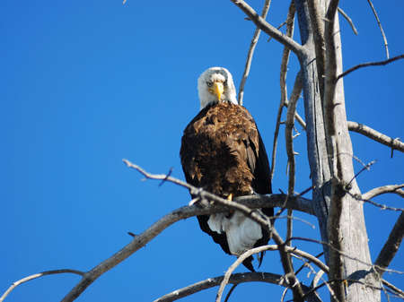 big bald eagle sitting in a old treeの写真素材