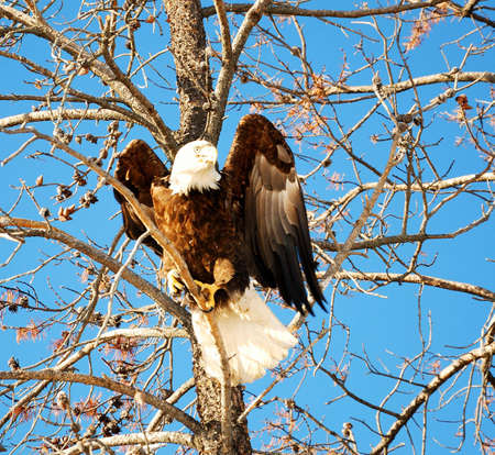 bald eagle sitting in an old tree starting to take ofの写真素材