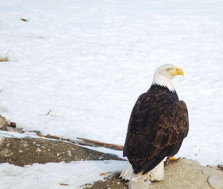 beautiful bald eagle sitting on the groundの写真素材