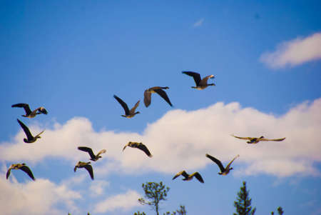 beautiful flying geese in the blue skyの写真素材
