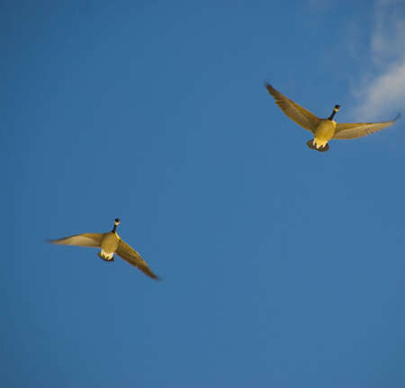 beautiful flying geese in the blue skyの写真素材