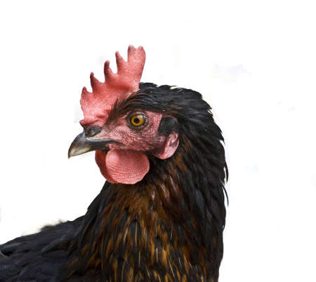 close up shoot of a hen on the farmの写真素材