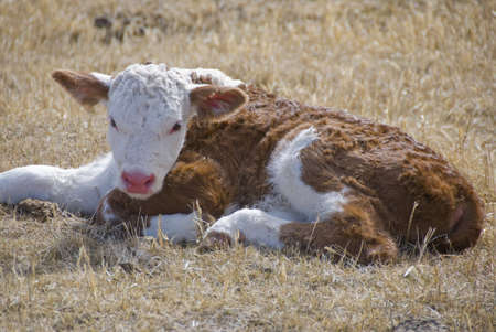 one day old calf on the meadowの写真素材