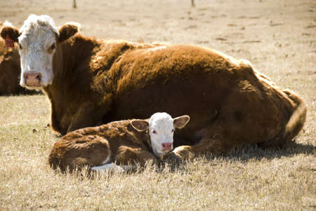mother cow with a her calf on the meadowの写真素材