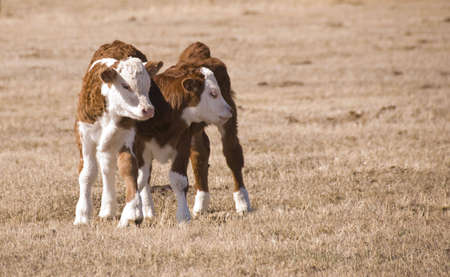 brother and sister calfs together on the meadowの写真素材