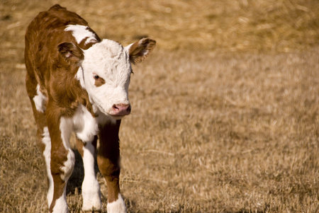 small calf on the meadow by himselfの写真素材