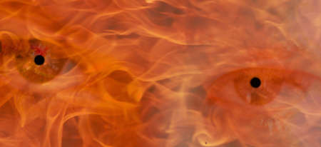 creepy eyes full of color close upの写真素材