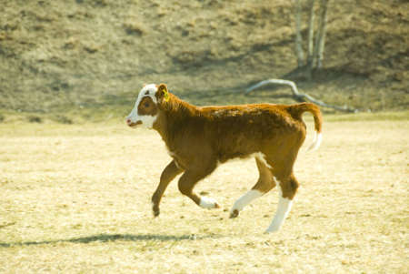 young calf is running on the meadowの写真素材